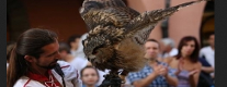 Corso di Avvicinamento Alla Falconeria